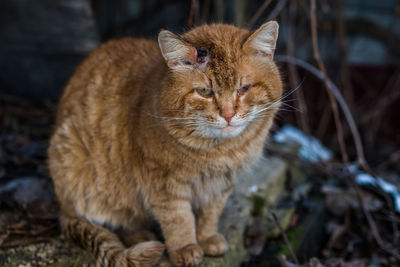 Close-up of ginger cat with a wound on its head