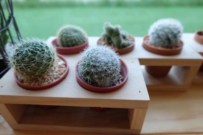 Close-up of cactus on table