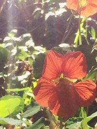 Close-up of red flower