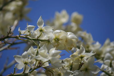 Low angle view of white flowers on tree