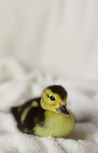 Close-up of a bird