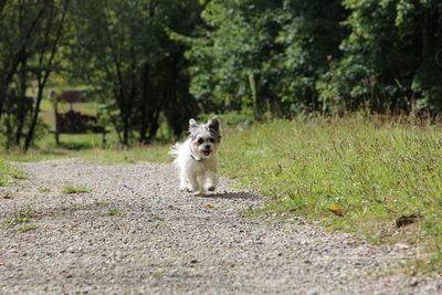 Portrait of dog on grass