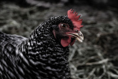 Close-up of rooster