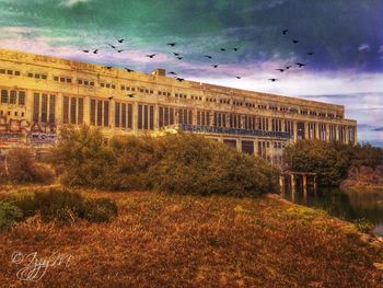 Birds flying over sea