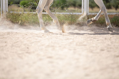 Low section of horse on running on field