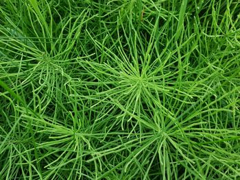 Full frame shot of fresh green field