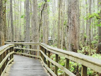 Footbridge in forest