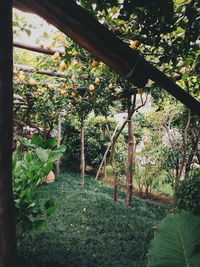 Plants growing on tree