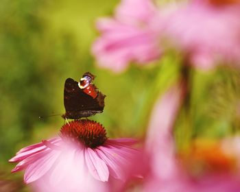 Close-up side view of butterfly on flower