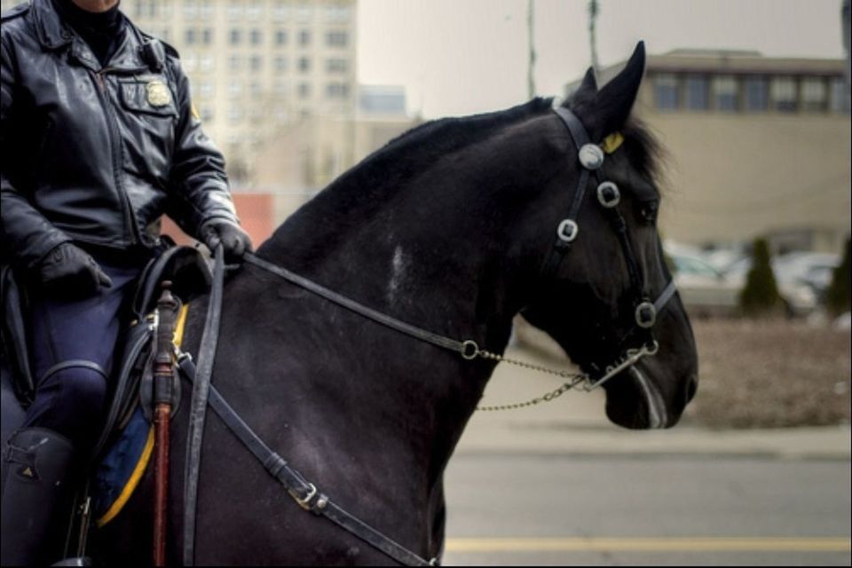 domestic animals, animal themes, one animal, focus on foreground, mammal, horse, close-up, working animal, part of, men, standing, pets, animal head, bridle, livestock, black color, day, incidental people