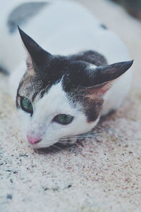 Close-up of a cat looking away