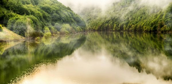 Reflection of trees in water