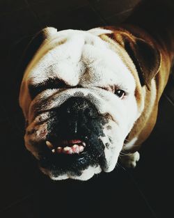 Close-up portrait of dog