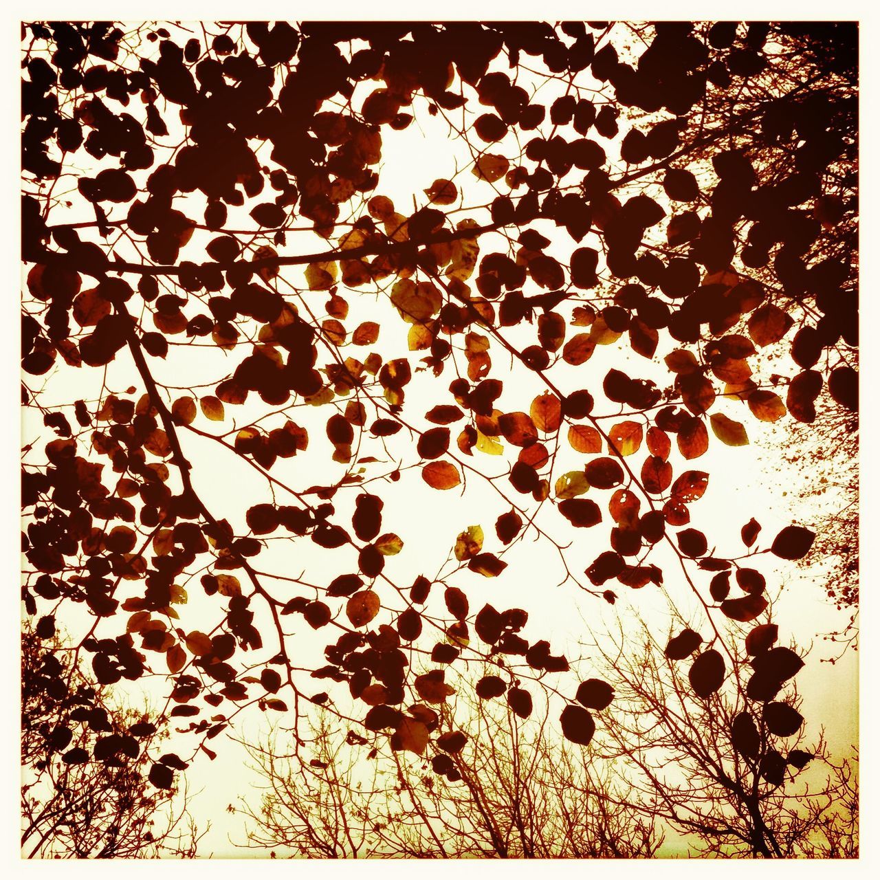 IPSFall