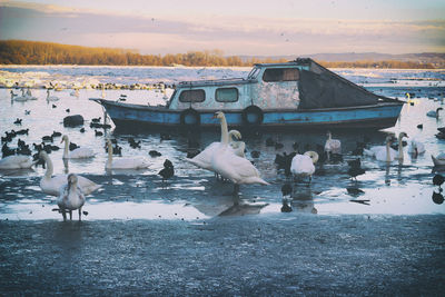 Birds by boats at lakeshore during winter