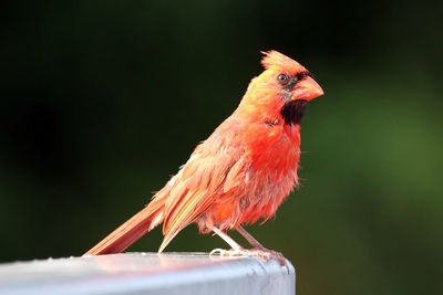 Close-up of bird