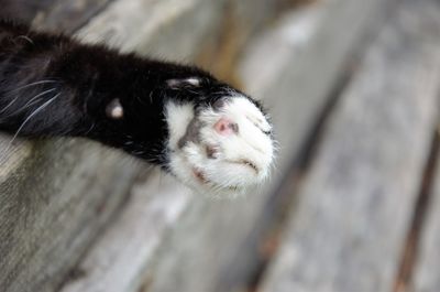 Close-up of a cat