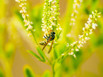 Close-up of wasp on flower