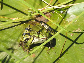 Close-up of frog on leaf