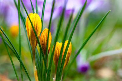 Close-up of yellow crocus flower on field