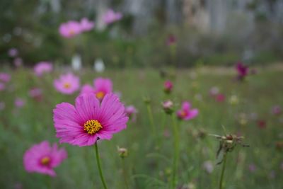 Close-up of pink cosmos flower on field