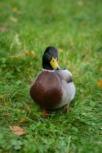 Close-up of bird on grass