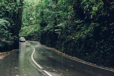 Car on road passing through forest