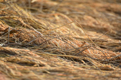 Close-up of stalks in field