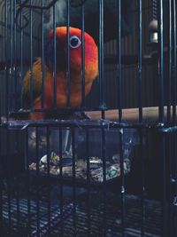 Parrot perching in cage