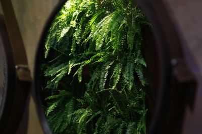 Close-up of fern