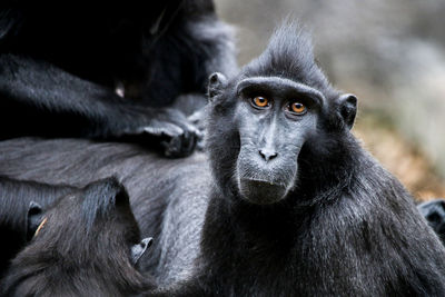 Close-up portrait of a monkey