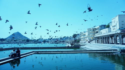 Flock of birds flying over city