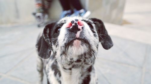 Close-up portrait of dog