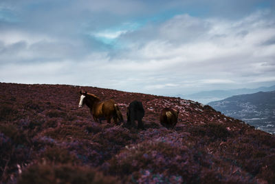 Horses in a field