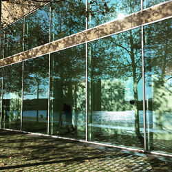 Trees and plants seen through glass window of building