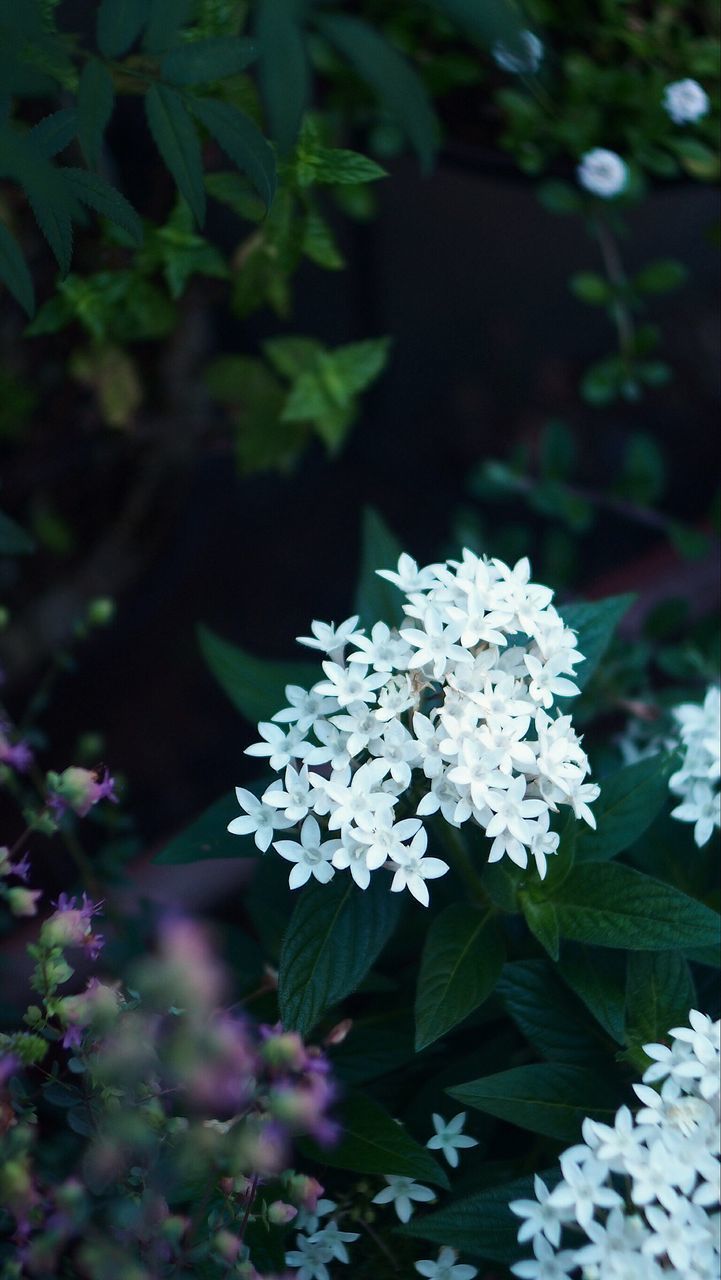 flower, growth, white color, freshness, fragility, petal, beauty in nature, plant, nature, close-up, focus on foreground, blooming, leaf, flower head, in bloom, white, blossom, outdoors, day, park - man made space