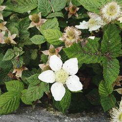 Close-up of white flowers