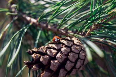 Close-up of pine cone