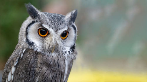 Close-up portrait of owl