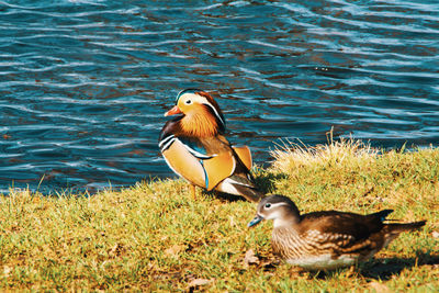 View of duck swimming on lake