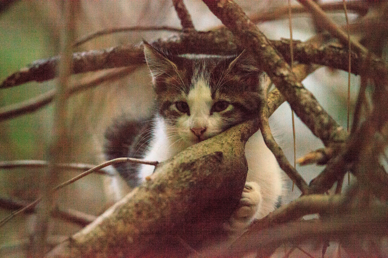 PORTRAIT OF CAT