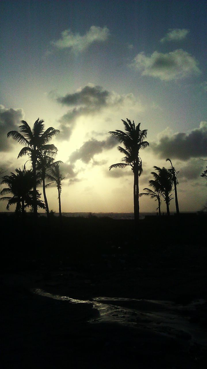 tree, sky, tranquility, tranquil scene, palm tree, scenics, cloud - sky, beauty in nature, nature, cloudy, cloud, idyllic, tree trunk, landscape, growth, outdoors, no people, non-urban scene, remote, weather, non urban scene, overcast, dark