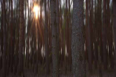 Close-up of tree trunks in forest