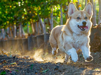 Portrait of dog