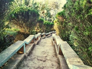 Footbridge amidst plants and trees