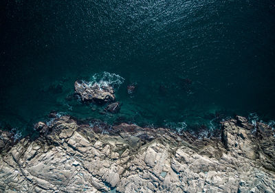 View of turtle swimming in sea