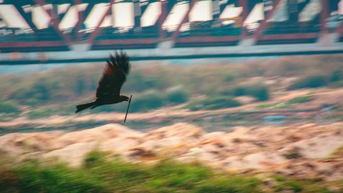 Bird flying against blurred background