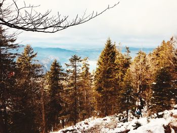 Trees on snow covered land against sky