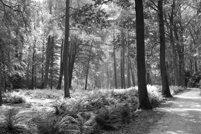 Trees in forest