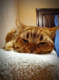 Close-up of a cat sleeping at home